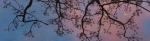 Reflection of tree branches – abstract